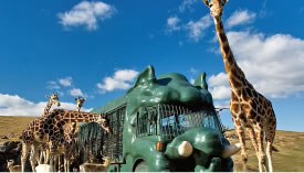 アフリカンサファリ